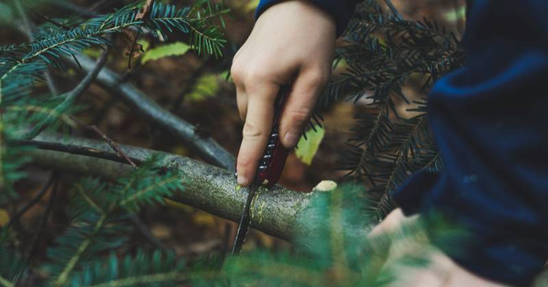 Pine tree branch being cut with a pocket knife